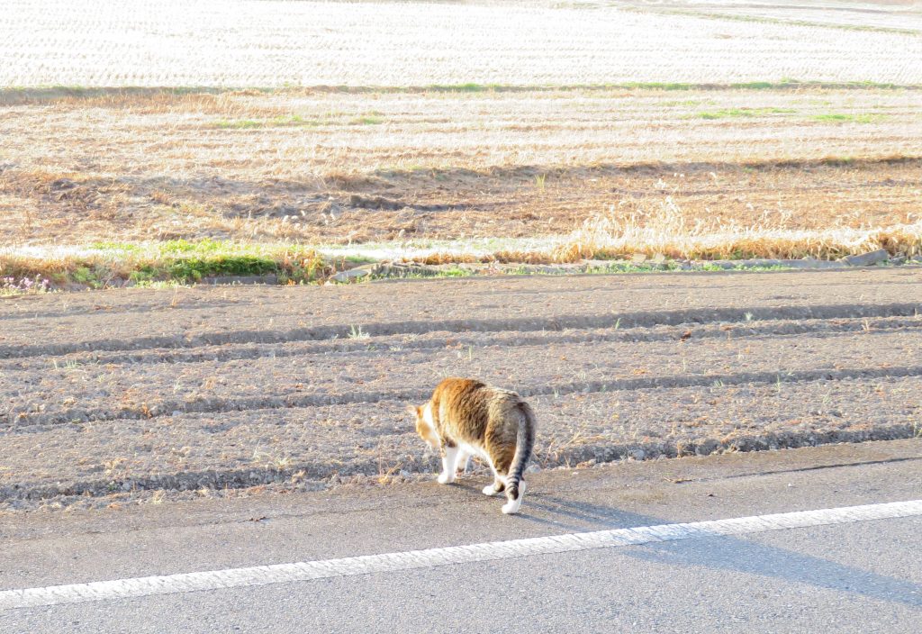 ねこ、風太 巡回