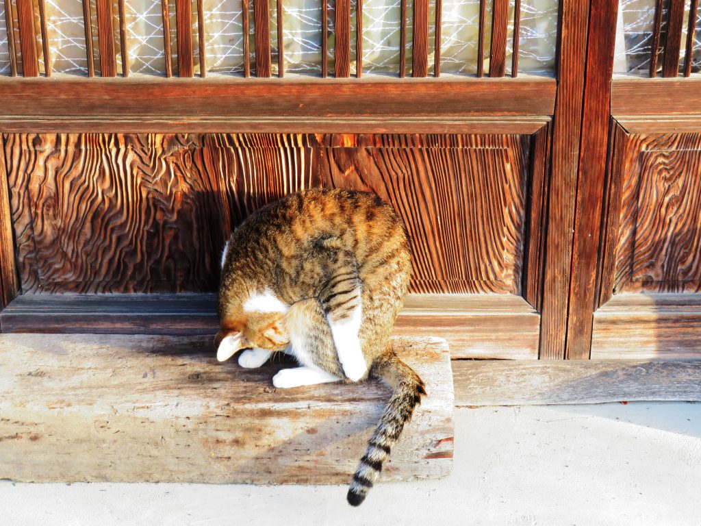 ねこ、風太 ひなたぼっこ