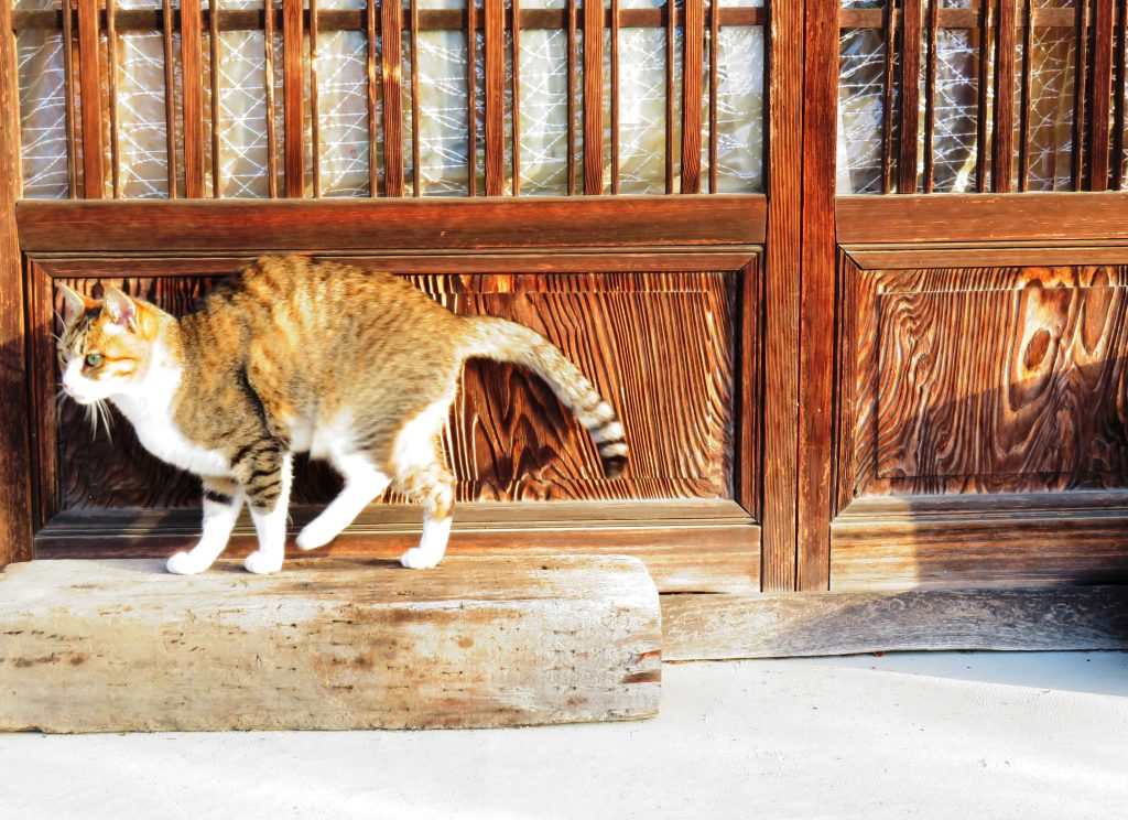 ねこ、風太 ひなたぼっこ