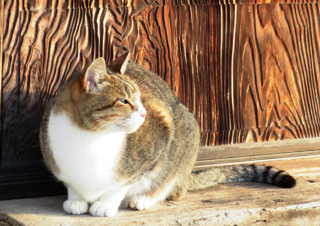 ねこ、風太 ひなたぼっこ