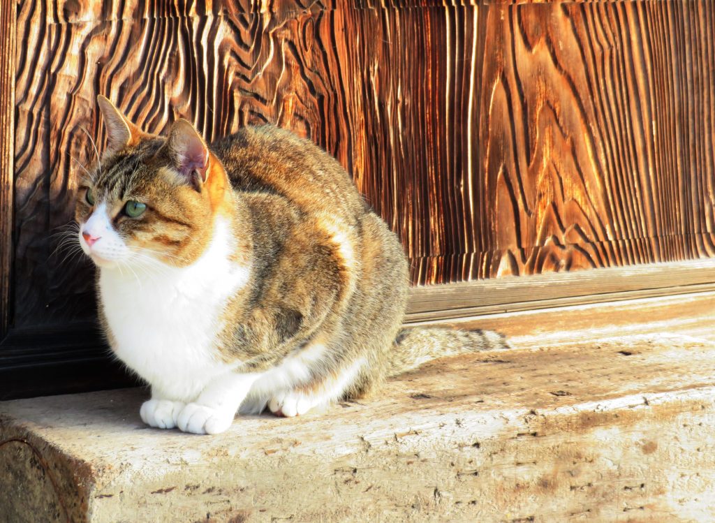 ねこ、風太 ひなたぼっこ