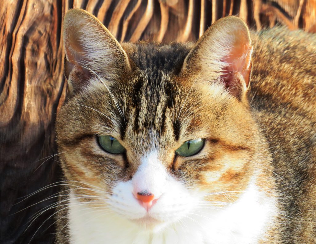 ねこ、風太 ひなたぼっこ