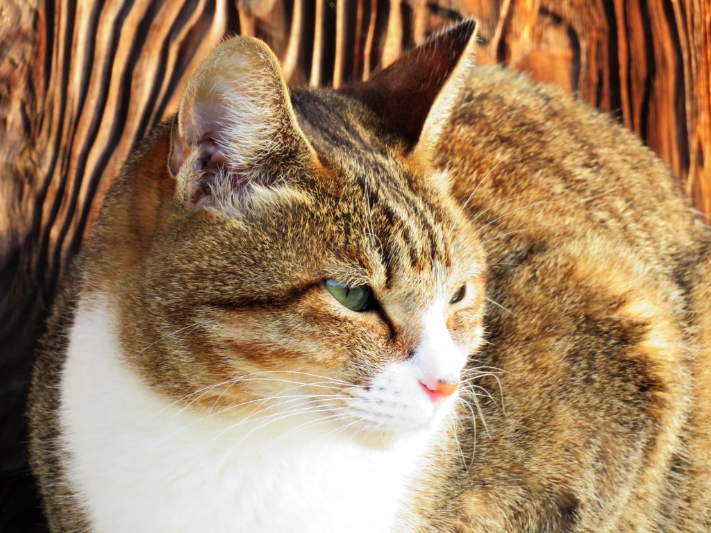 ねこ、風太 ひなたぼっこ