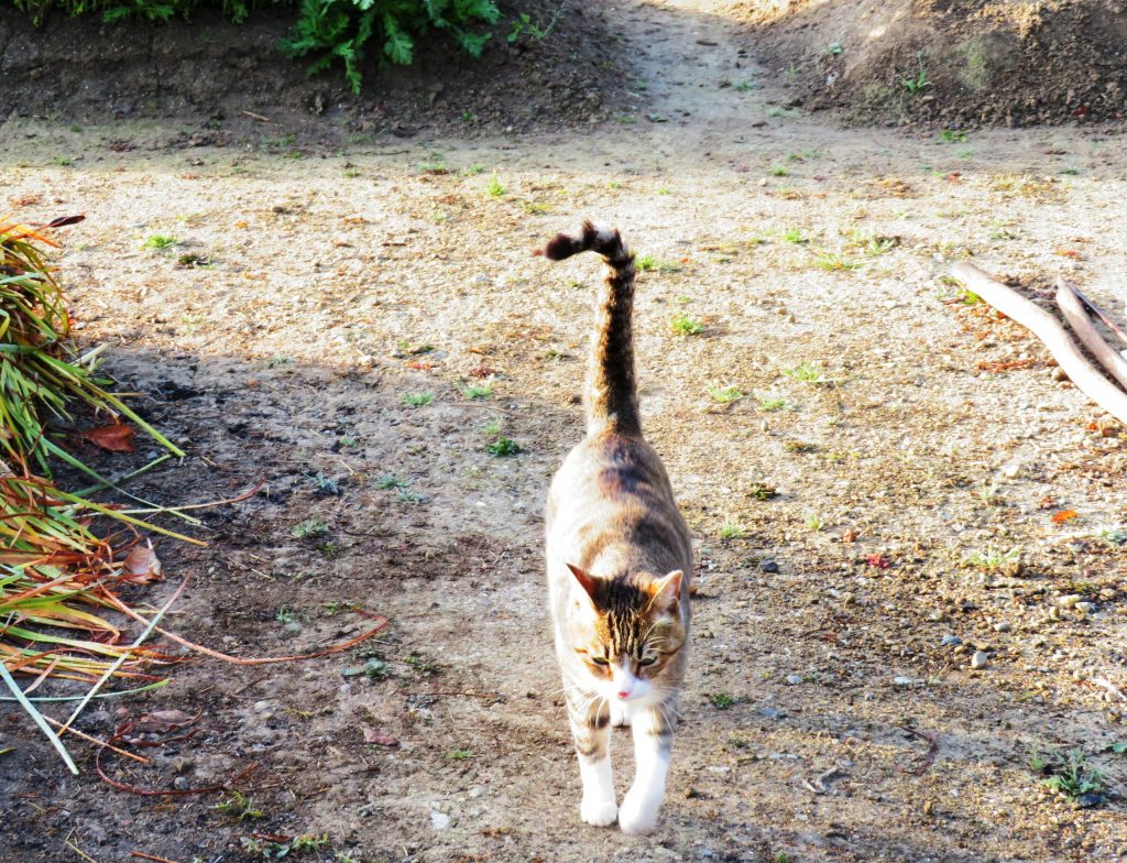 ねこ、風太 巡回
