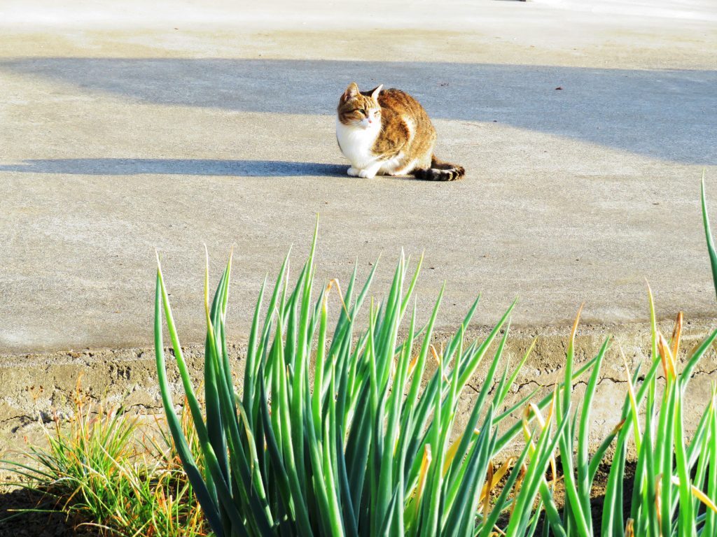 ねこ、風太 巡回