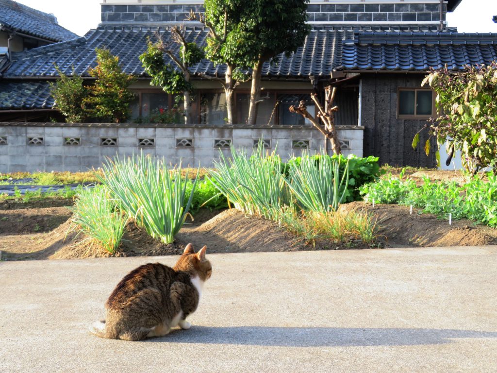 ねこ、風太 巡回