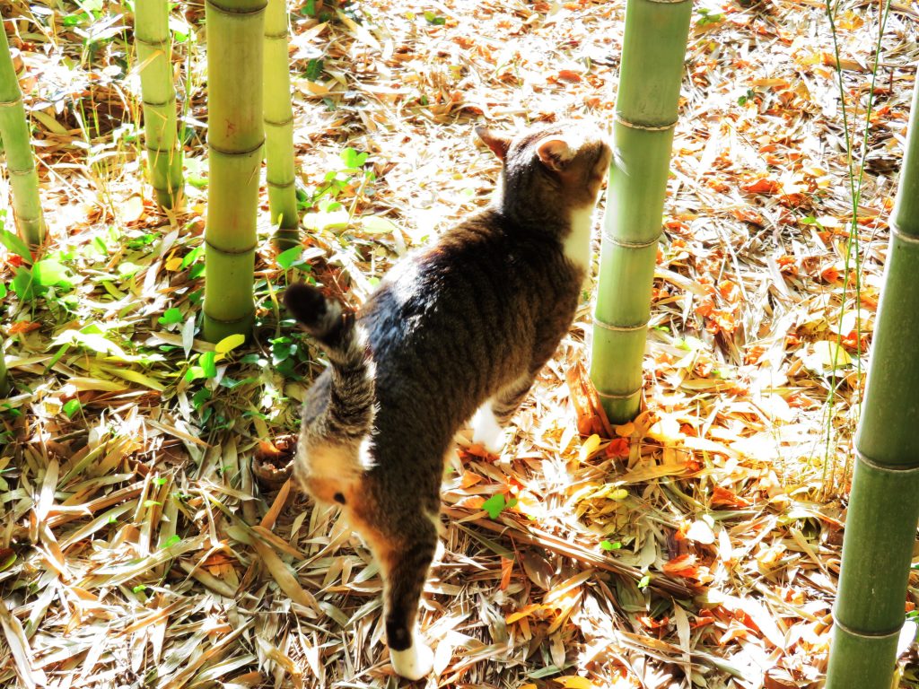 ねこ、風太 巡回