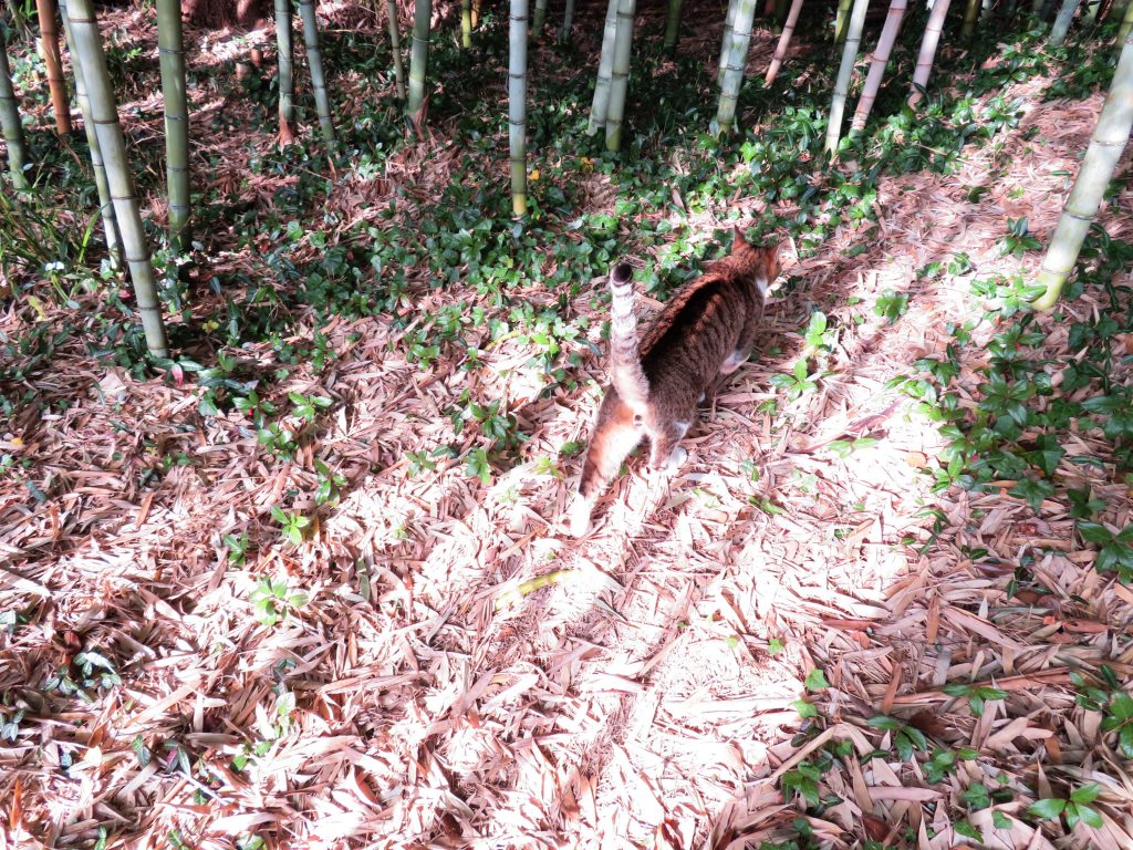 ねこ、風太 巡回