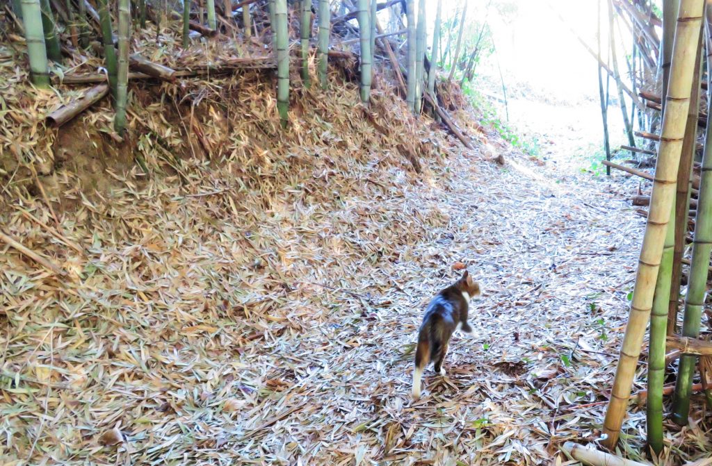 ねこ、風太 巡回