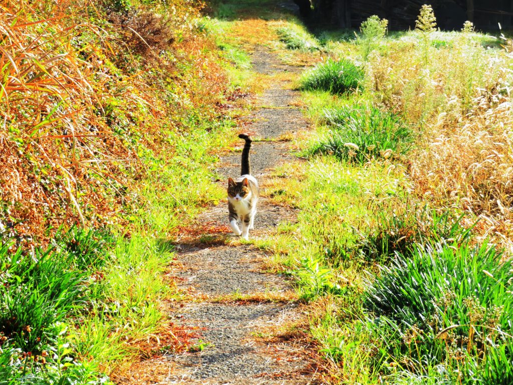 ねこ、風太 巡回