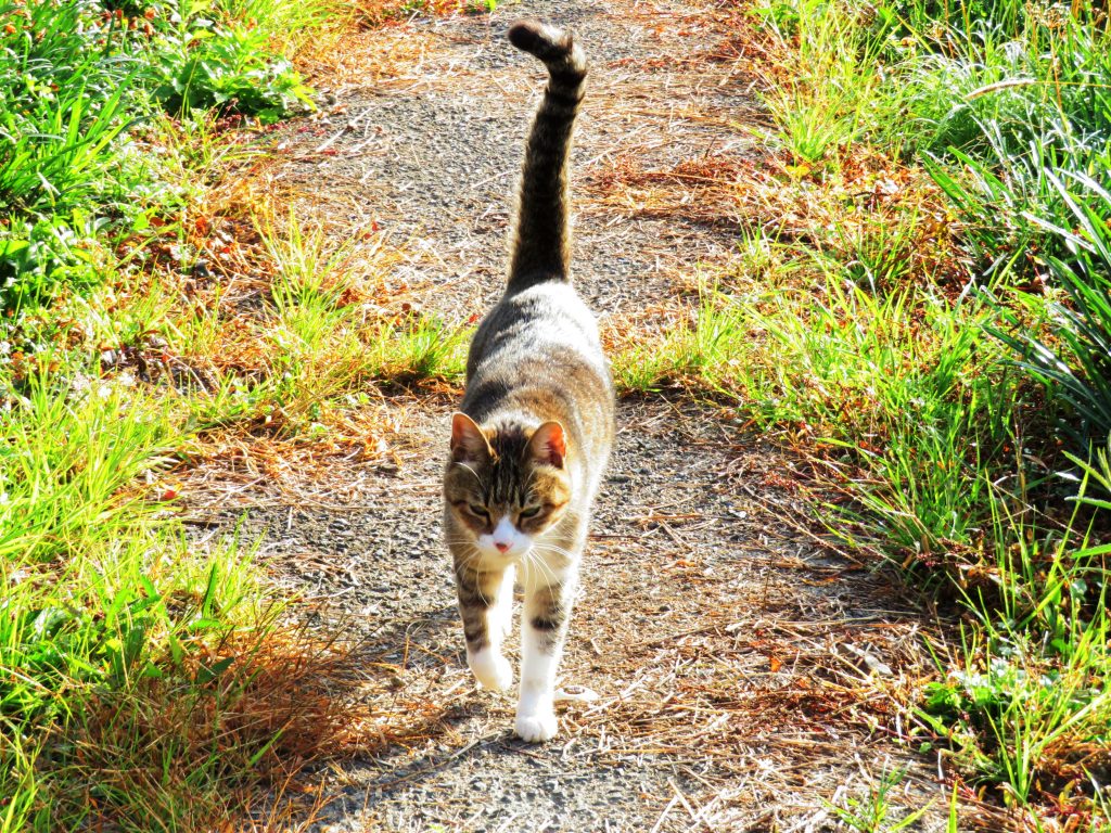 ねこ、風太 巡回
