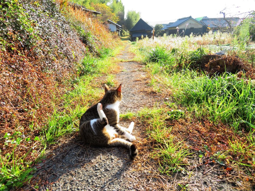 ねこ、風太 巡回