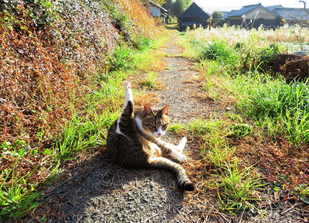 ねこ、風太 巡回