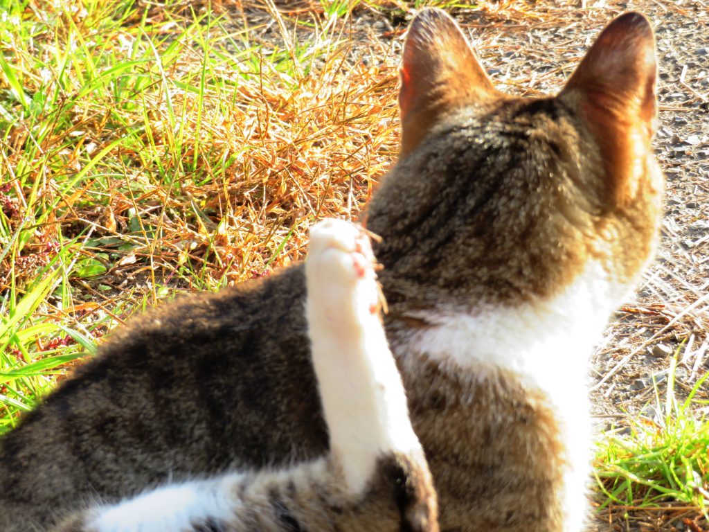 ねこ、風太 巡回