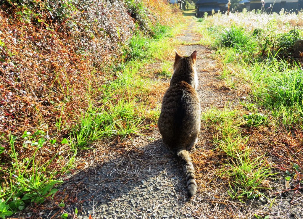 ねこ、風太 巡回
