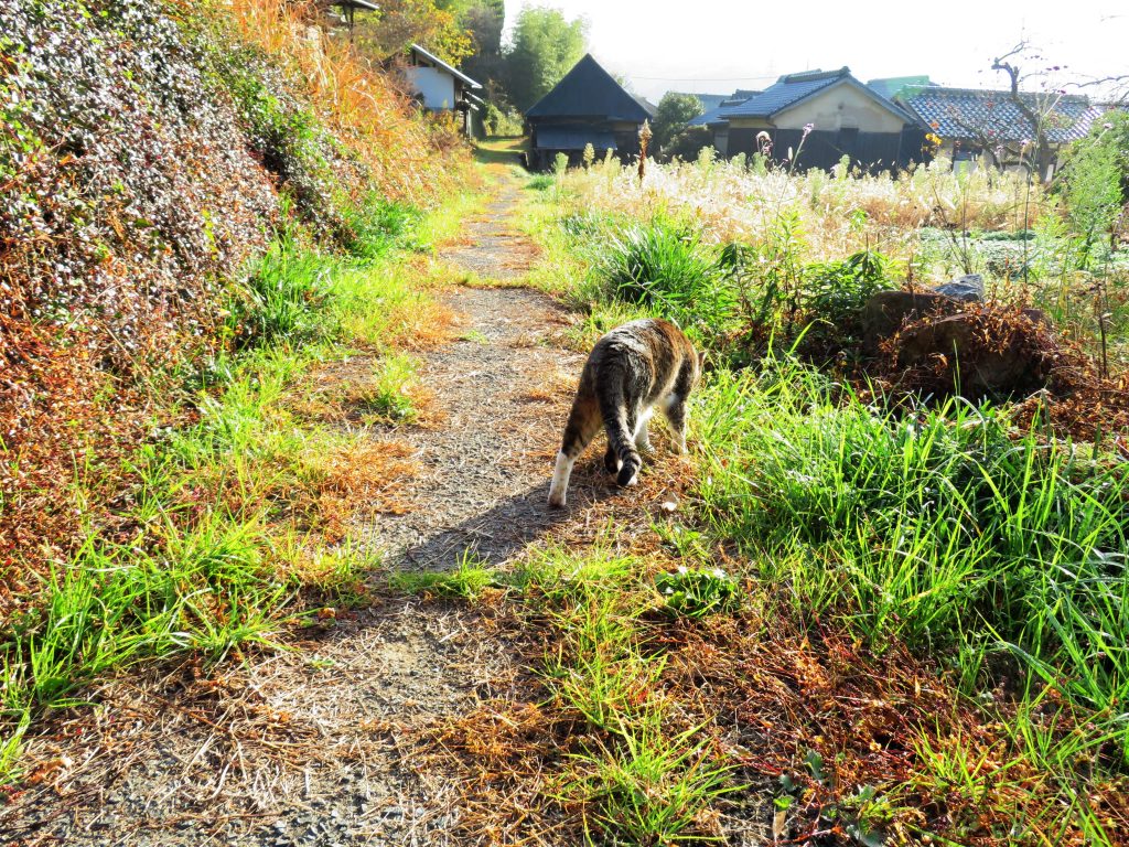 ねこ、風太 巡回