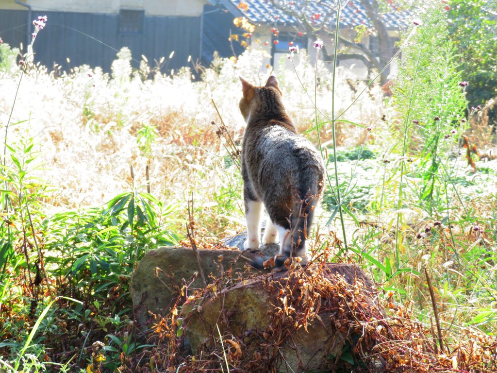 ねこ、風太 巡回