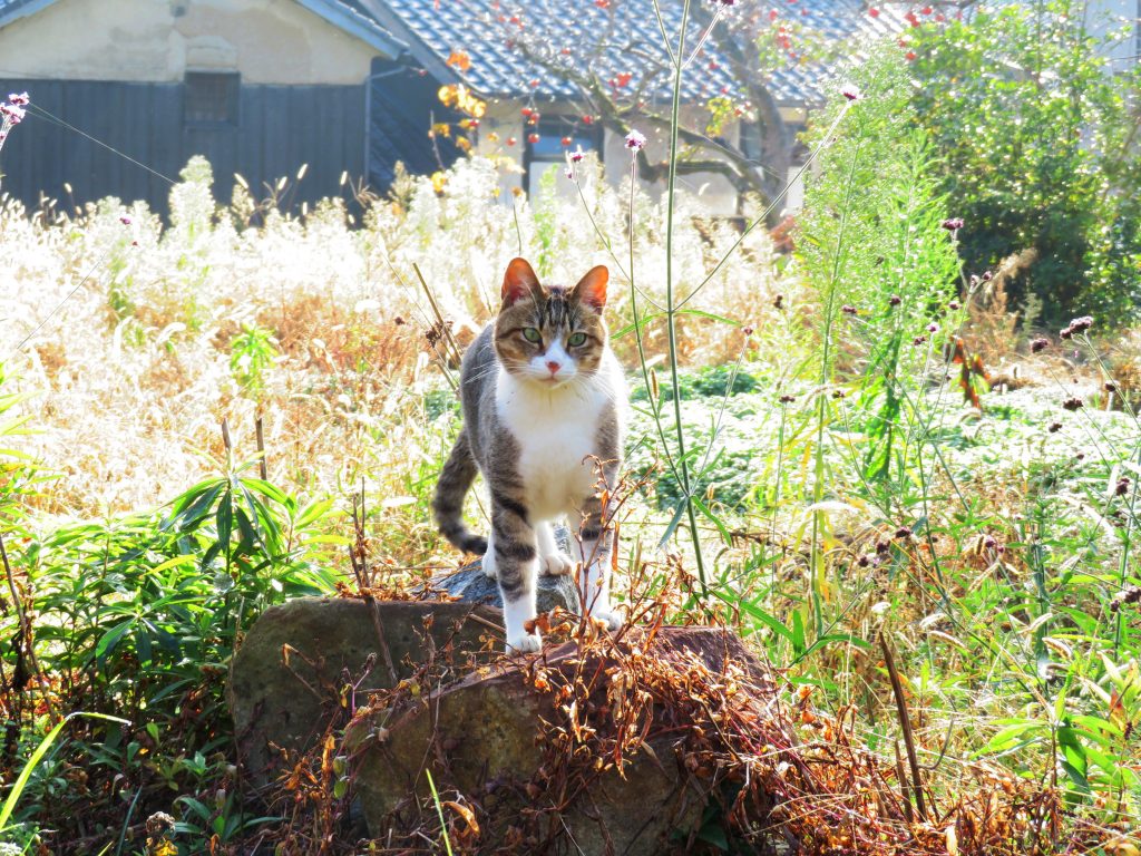ねこ、風太 巡回