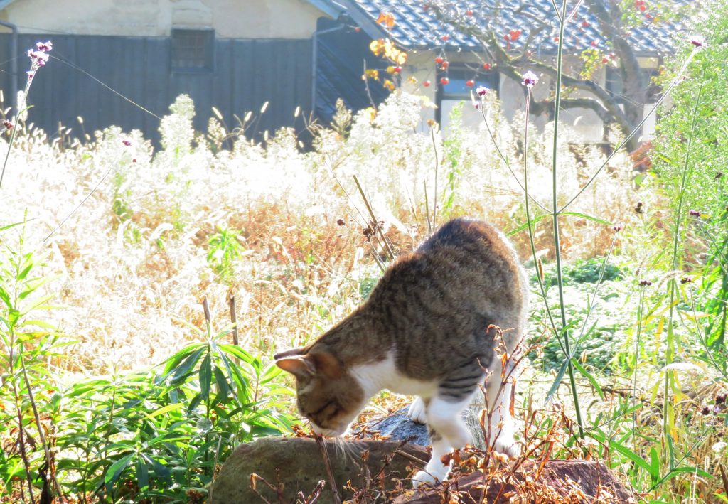ねこ、風太 巡回