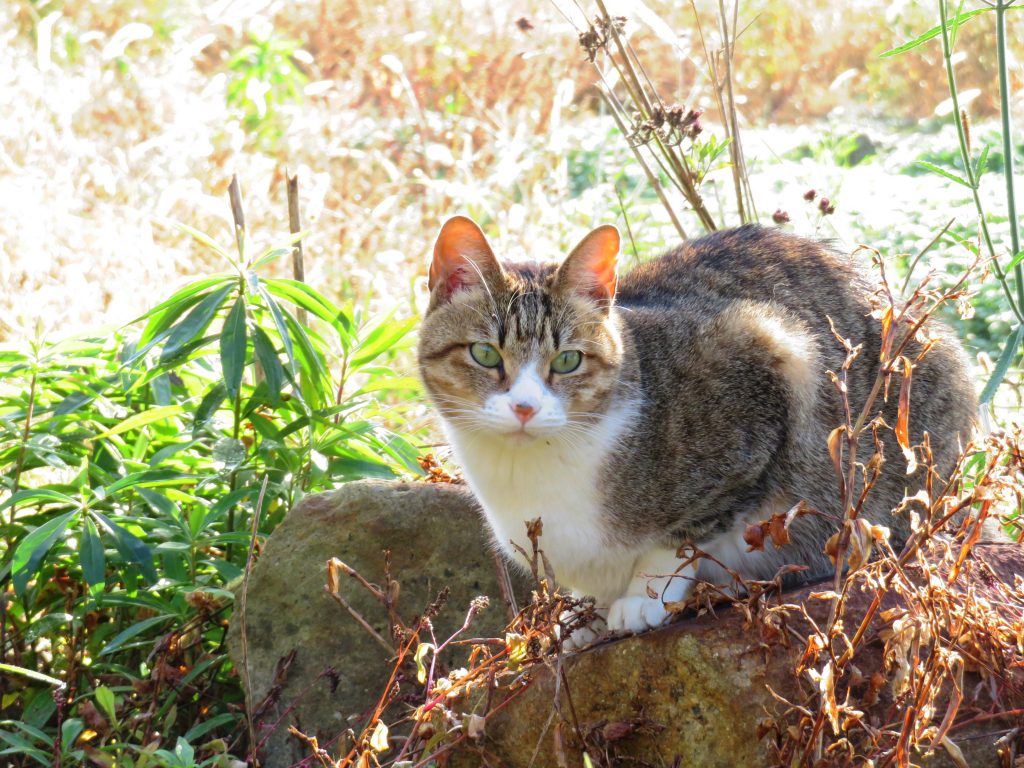 ねこ、風太 巡回