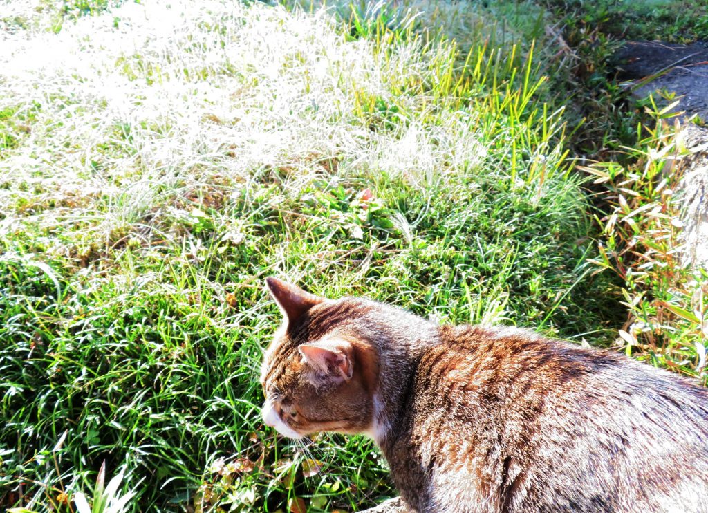 ねこ、風太 巡回