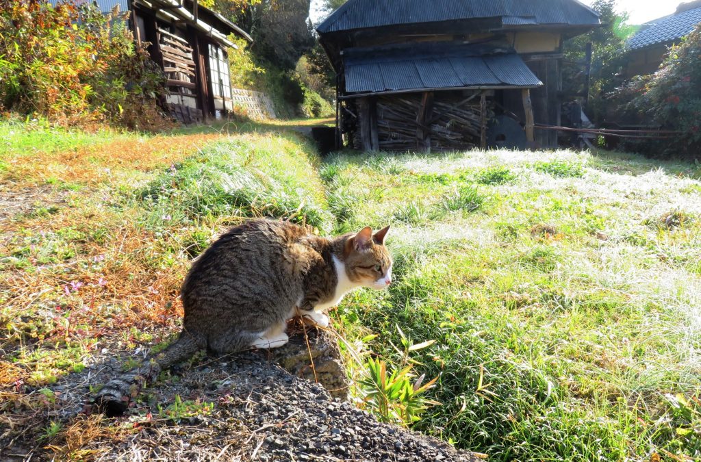 ねこ、風太 巡回