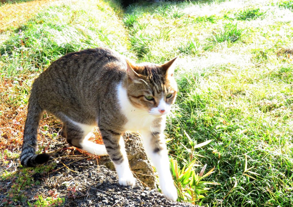ねこ、風太 巡回