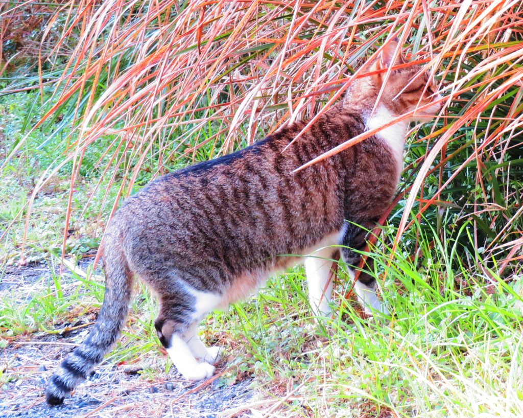 ねこ、風太 巡回