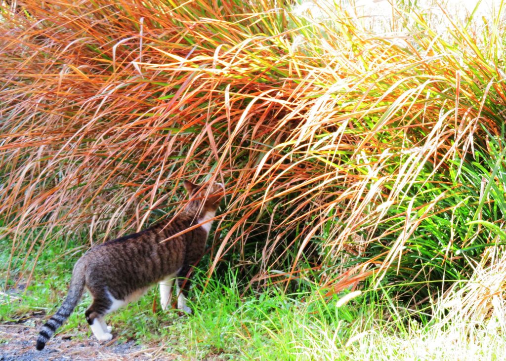 ねこ、風太 巡回
