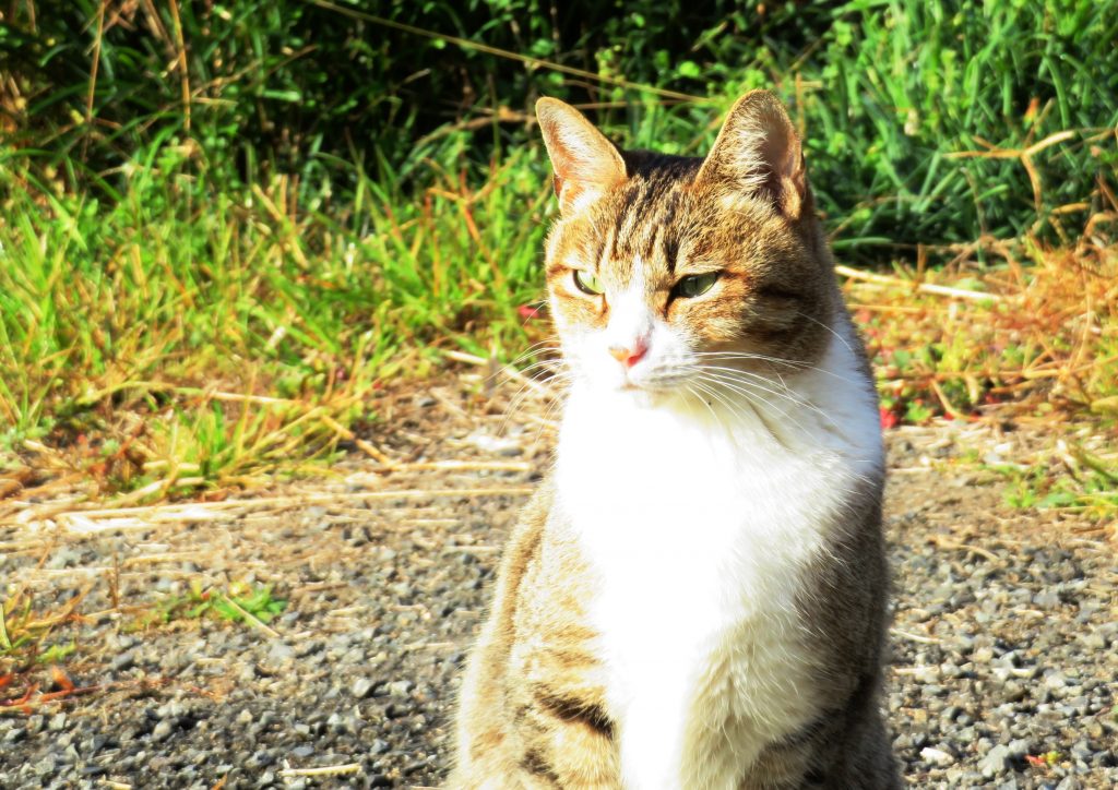 ねこ、風太 巡回