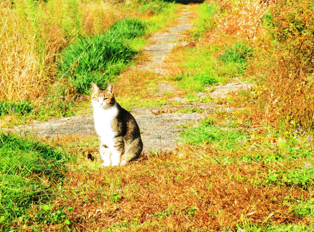 ねこ、風太 巡回