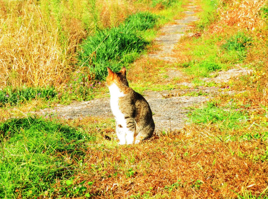 ねこ、風太 巡回