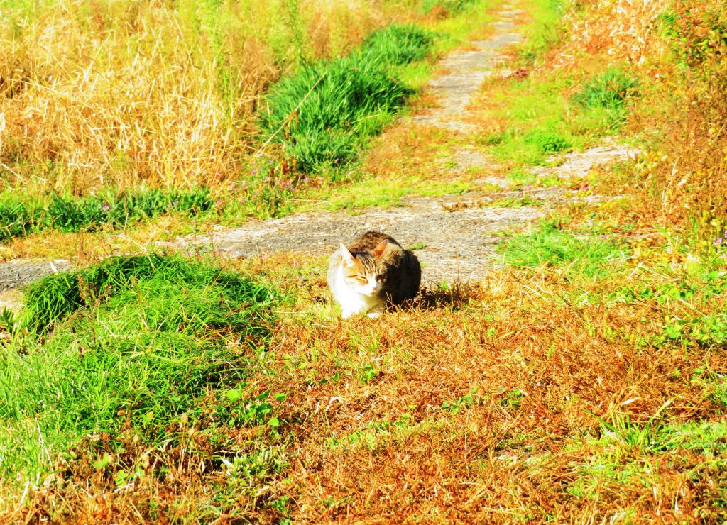 ねこ、風太 巡回