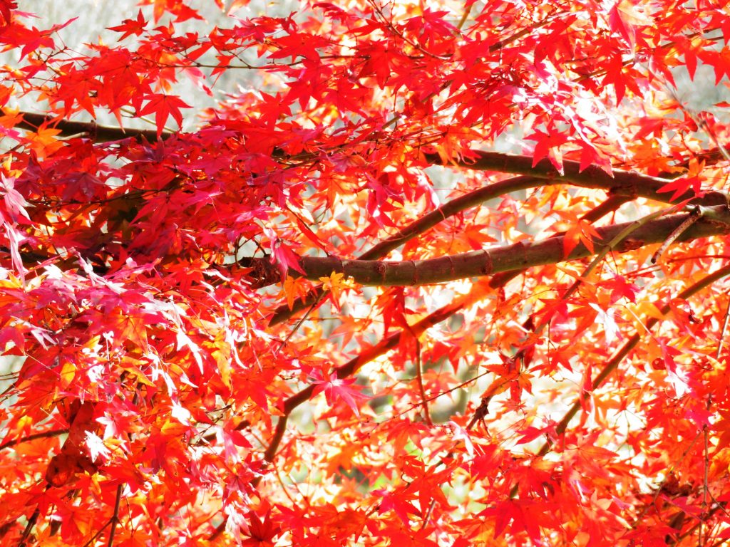 紅葉
