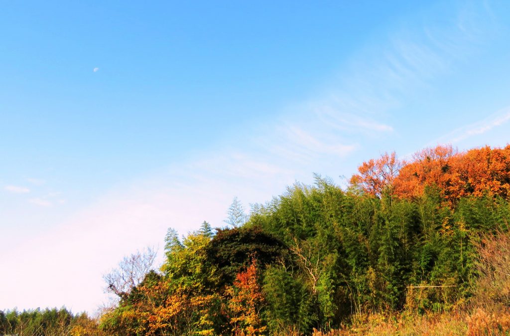 12月、朝の田舎