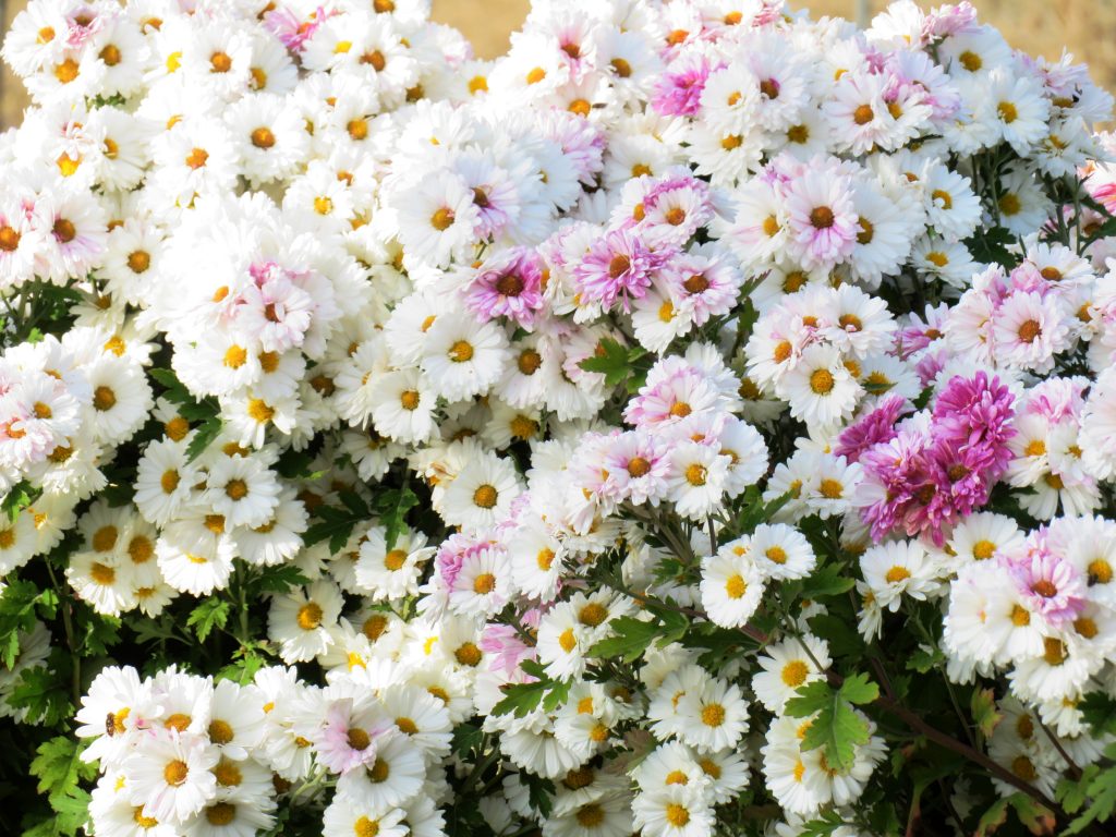 寒菊