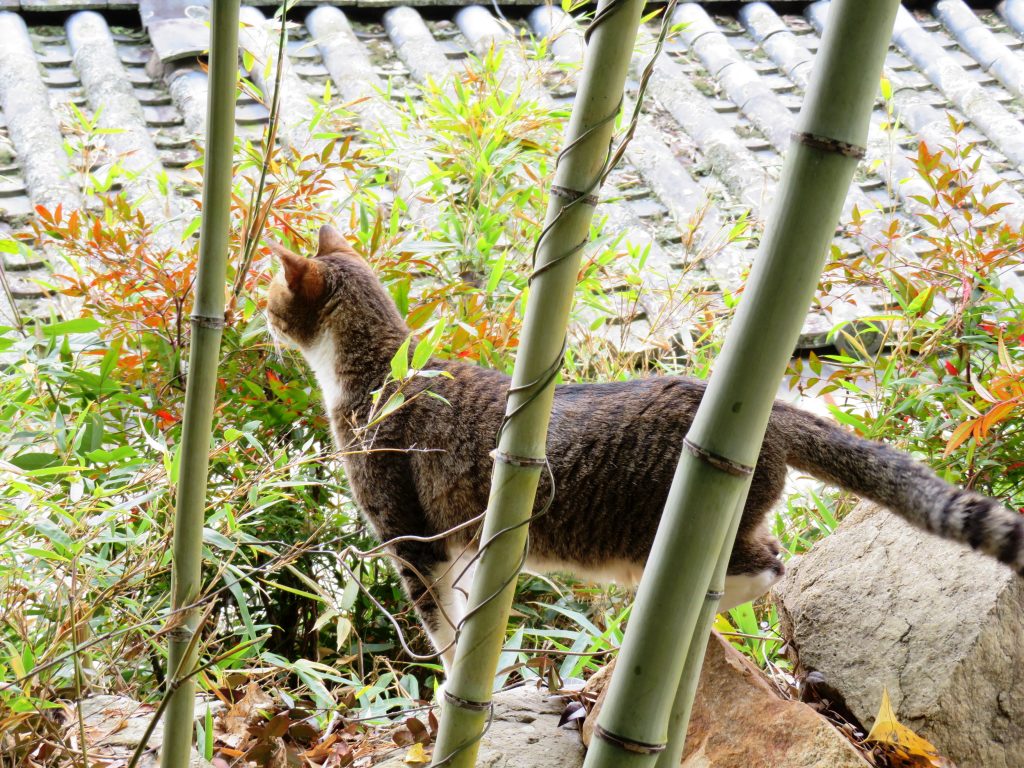 ねこ、風太 巡回