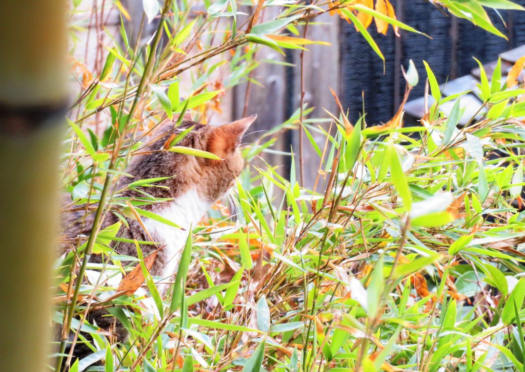 ねこ、風太 巡回