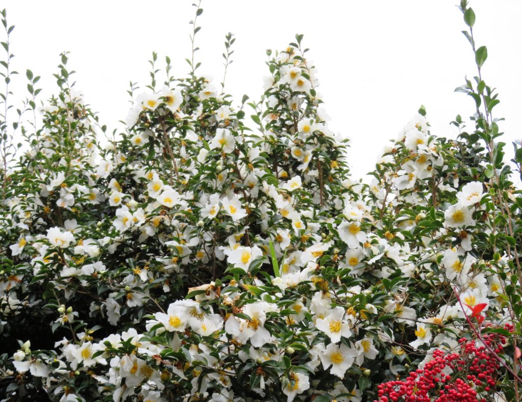山茶花
