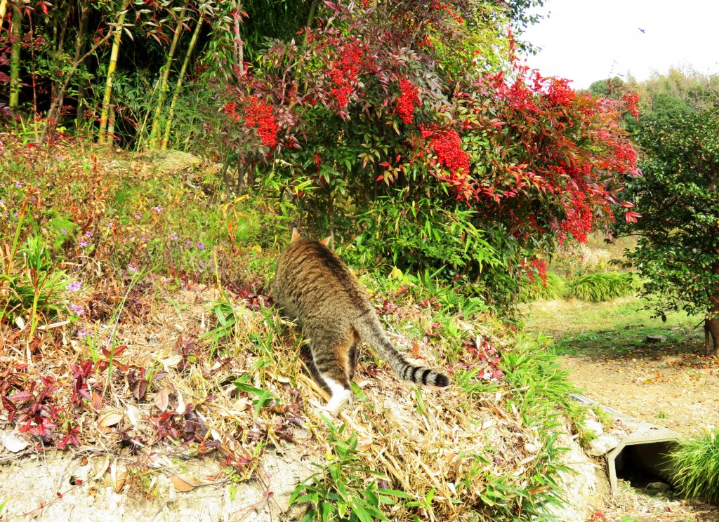 ねこ、風太 巡回