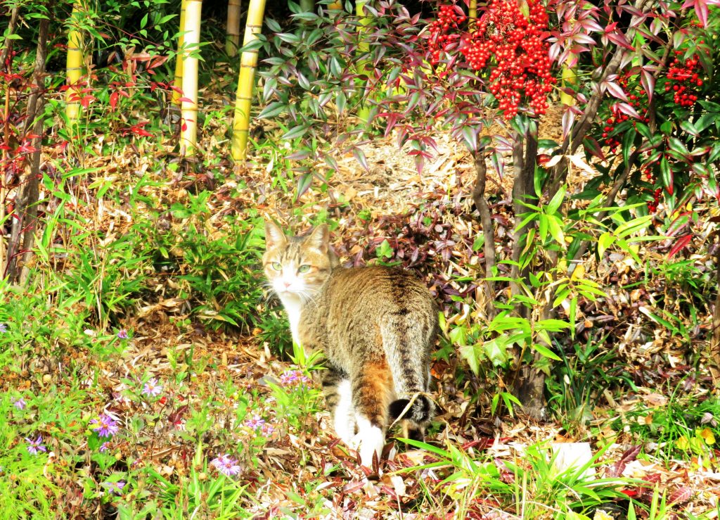 ねこ、風太 巡回