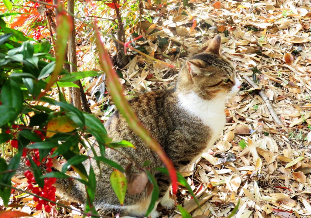 ねこ、風太 巡回