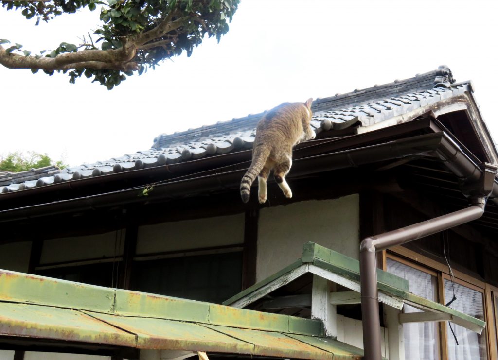 ねこ、風太 巡回