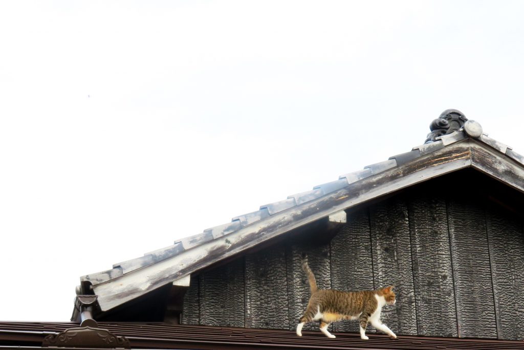 ねこ、風太 巡回