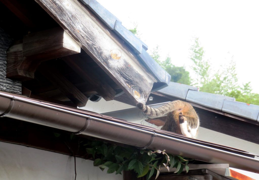 ねこ、風太 巡回