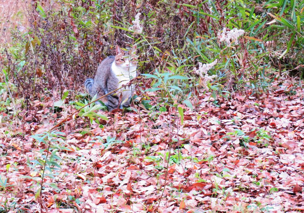 ねこ、風太 巡回