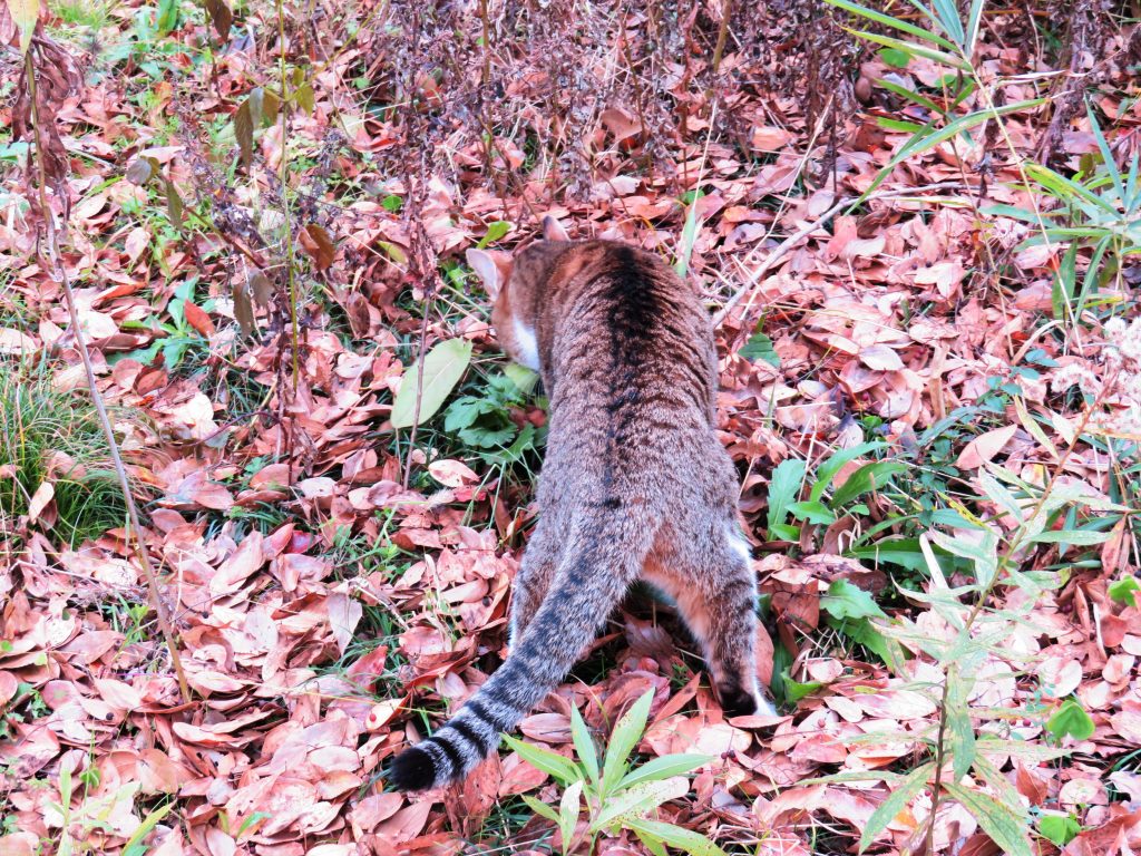 ねこ、風太 巡回