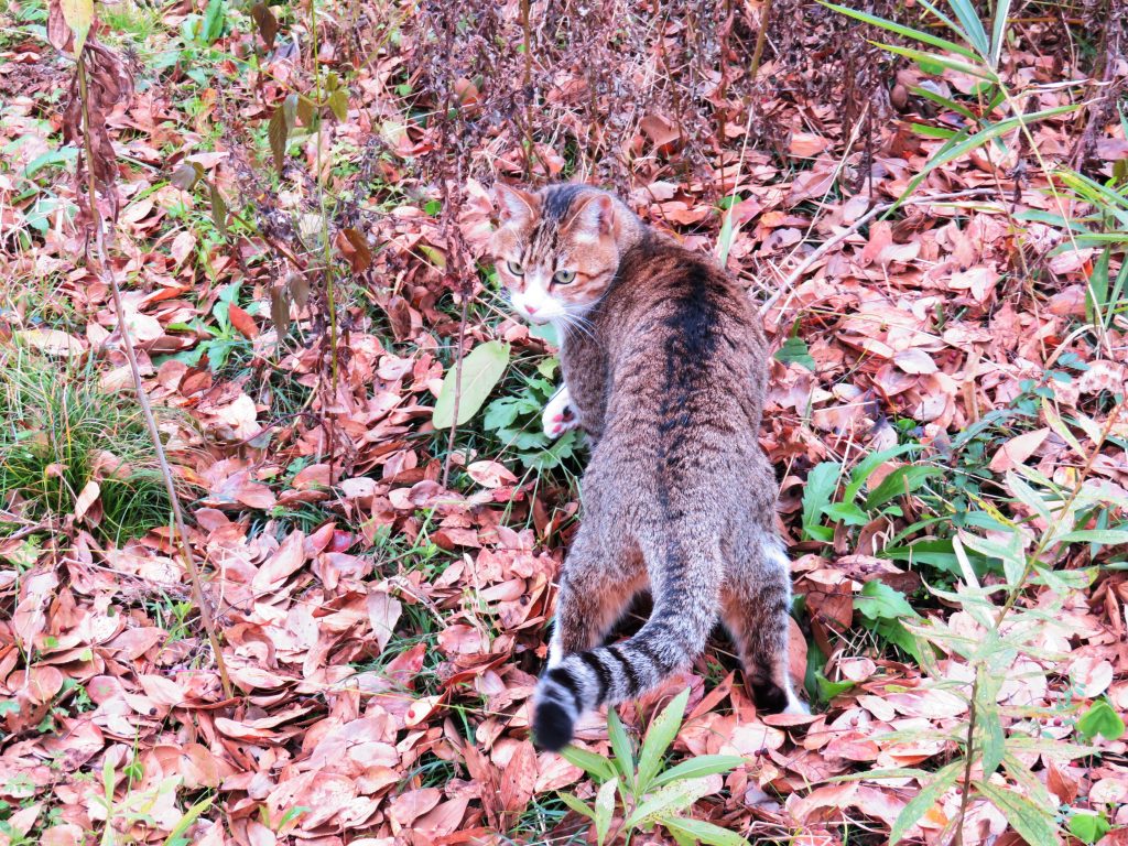 ねこ、風太 巡回