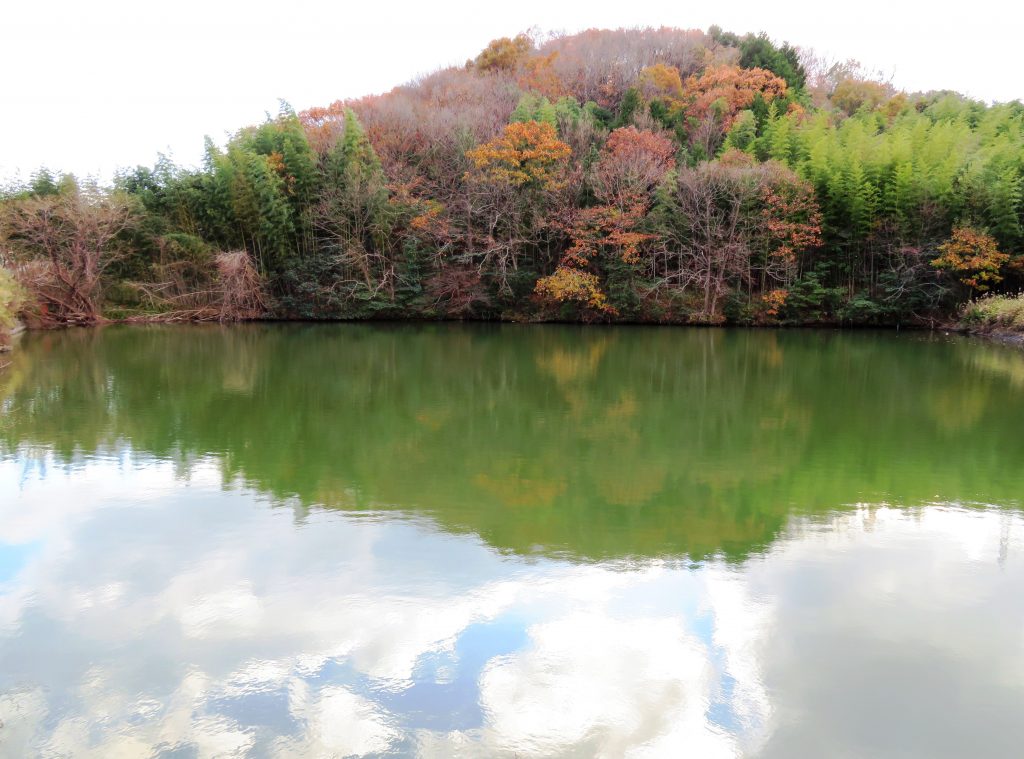 冬の池