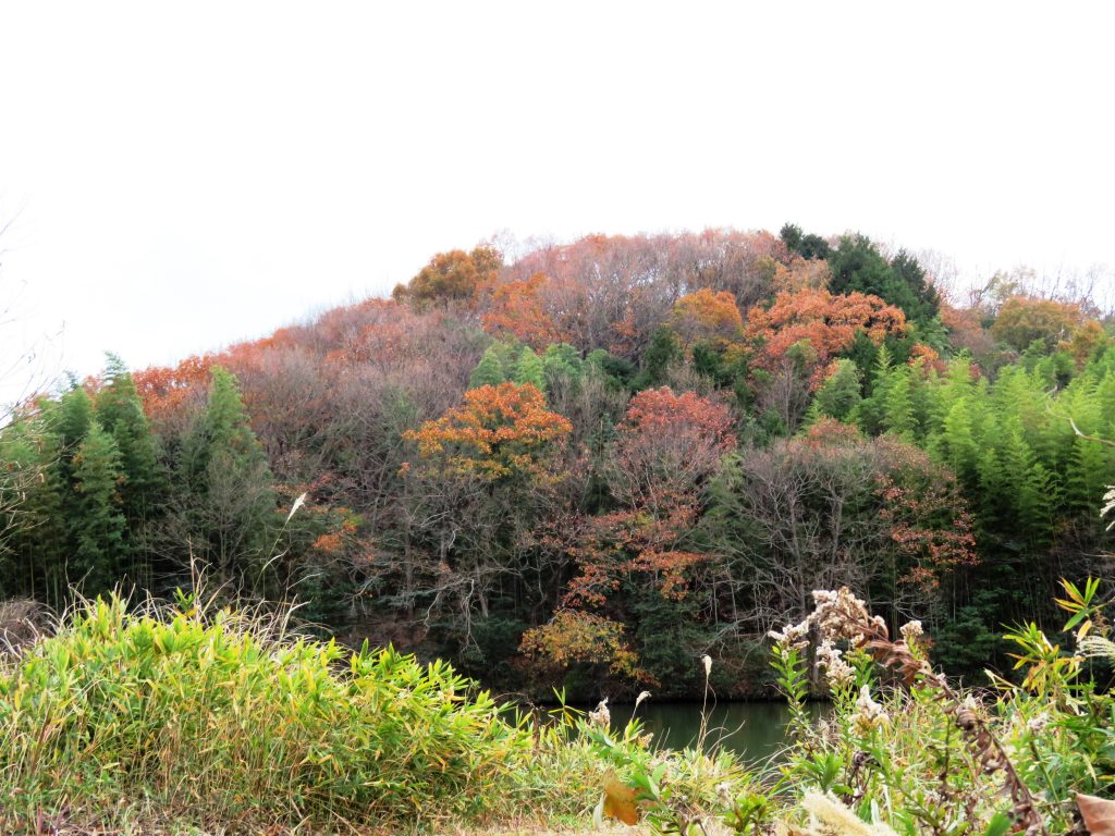 冬の池